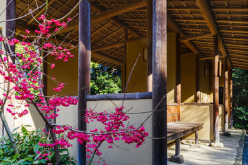 真弓の可愛らしい赤い実（愛知県名古屋市東区徳川町）