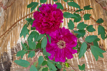 わら囲い（ワラボッチ）と紫色の冬牡丹の花（新国色）