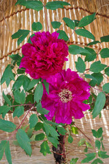 わら囲い（ワラボッチ）と紫色の冬牡丹の花（新国色）