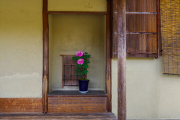 古民家に飾られた牡丹の花（愛知県名古屋市東区徳川町）