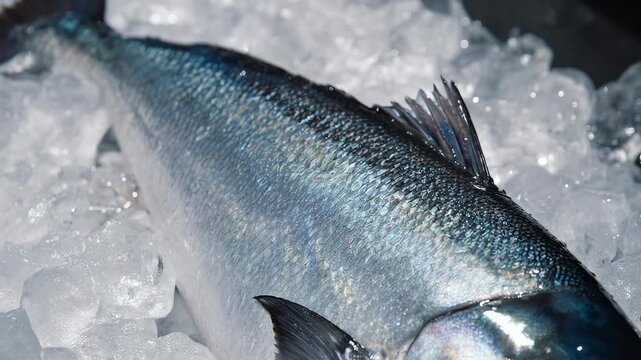 Fresh Silver Fish on Ice Displayed for Sale, High Quality Seafood Concept