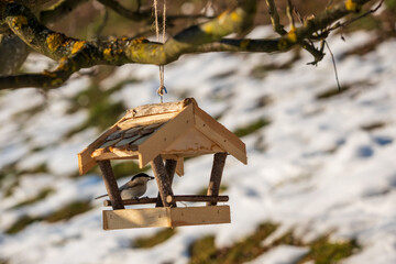 Marsh tit (Poecile palustris) sitting at a wooden bird feeder with a sunflower seed in its beak. Garden scene with melting snow, showing bird feeding as an important winter food source.