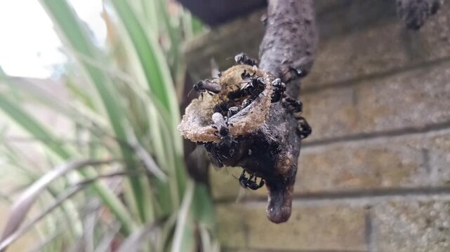 Macro Shot of Kelulut Bees Working at Their Nest Entrance in a Garden