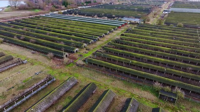 Aerial view shows abandoned mink farm rows covered in moss and decay