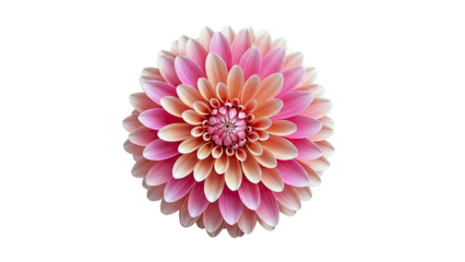 Close-up of a pink and peach dahlia flower