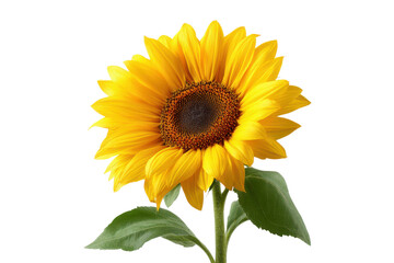 Obraz premium Single bright yellow sunflower with dark center and green leaves on black background bloom blossom 2
