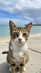 Obraz premium Brown Tabby Cat Sitting on Concrete Beachside with Cloudy Sky