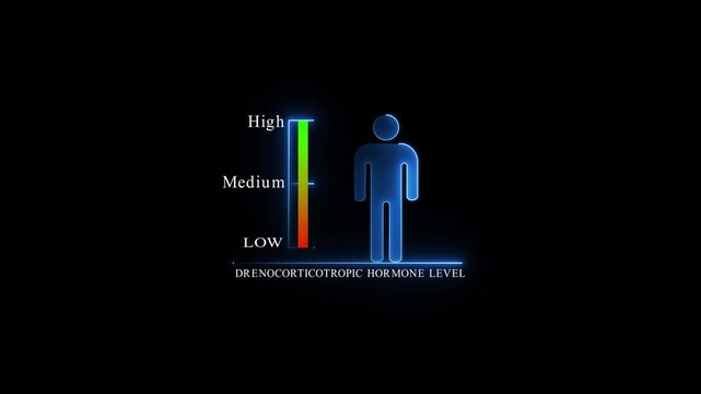 Adrenocorticotropic Hormone Level Indicator with Human Silhouette. Glowing neon animation and black background.4k Animation.