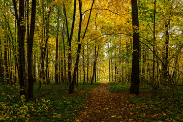 Forest path in autumn park covered with falling leaves. Beautiful woodland landscape during fall season for nature background.