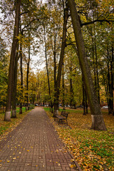 Park alley with a paved footpath lined with tall trees displaying golden autumn foliage and fallen leaves on the ground, creating picturesque seasonal scene