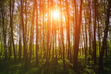 Sunlight filtering through the tall birch trees in a lush green forest, creating a serene and captivating natural landscape for nature enthusiasts. Vintage film aesthetic.
