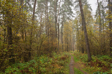 Forest path in autumn through tall pines and maple trees with golden yellow foliage. Natural beauty and tranquility perfect for background image and travel concept. Golden autumn.