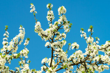Delicate white plum blossom branches against a clear blue spring sky. Fresh flowering tree for seasonal beauty.