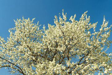 Delicate white plum blossom branches against a clear blue spring sky. Fresh flowering tree for seasonal beauty.