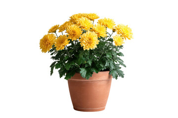 Yellow chrysanthemums in a terracotta pot against a black background flower plant
