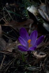Purple crocus, New Jersey, USA