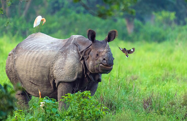 rhino in the grass © Blissful_Bard 