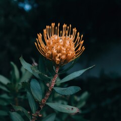 Leucospermum cordifolium pincushion protea flower blooming in nature for botanical art wallpaper, exotic tropical orange bloom used for floral design and greeting cards