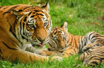 Naklejka premium Mother and Baby Tiger Resting on Green Grass