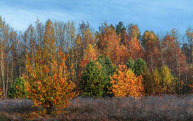 Fototapeta premium A walk in the autumn forest. Good weather for travel and tourism.