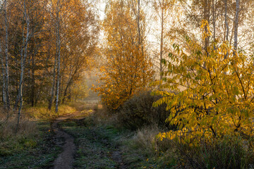 Fototapeta premium A walk in the autumn forest. The sun's rays break through the branches of the trees. The journey. Tourism.