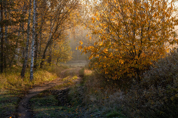 Obraz premium A walk in the autumn forest. The sun's rays break through the branches of the trees. The journey. Tourism.