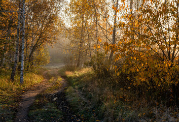 Obraz premium A walk in the autumn forest. The sun's rays break through the branches of the trees. The journey. Tourism.