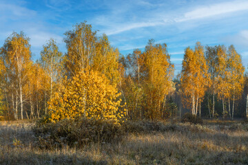 Fototapeta premium A walk in the autumn forest. Good weather for travel and tourism.