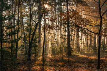 Obraz premium A walk in the autumn forest. The sun's rays break through the branches of the trees. The journey. Tourism.