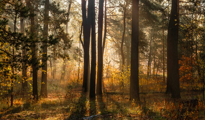 Obraz premium A walk in the autumn forest. The sun's rays break through the branches of the trees. The journey. Tourism.