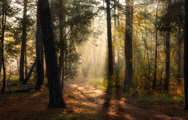 A walk in the autumn forest. The sun's rays break through the branches of the trees. The journey. Tourism.