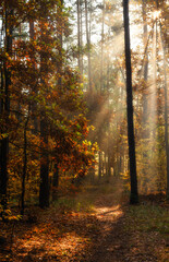 Obraz premium A walk in the autumn forest. The sun's rays break through the branches of the trees. The journey. Tourism.