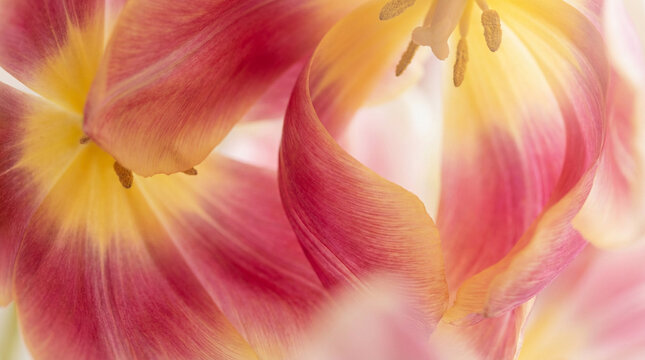 A soft, dreamy macro close-up of delicate pink and yellow tulip petals. The image features elegant floral curves and natural gradients with a gentle blur, creating a romantic and peaceful spring atmos - Powered by Adobe
