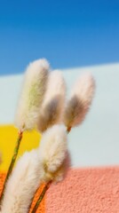 Fototapeta premium Fluffy White Grass Plumes with Feathery Foliage Set Against a Colorful Abstract Background and Blue Sky for Minimalist Botanical Design and Naturalistic Art