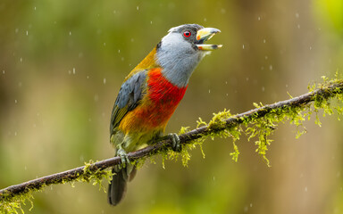 Fototapeta premium Tukanbartvogel (Semnornis ramphastinus)