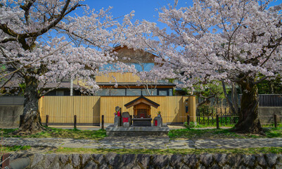 Stunning pink cherry blossoms (sakura) in full bloom in Kyoto, Japan