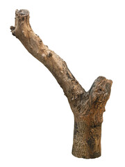 Driftwood, aged branch isolated. Isolated wooden branch. A dry branch of dead tree with cracked dark bark wood. 