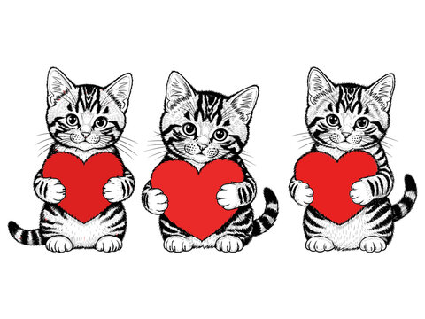 Cute Pixiebob Feline Cub Hug a Fluffy Red Heart