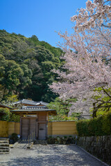 Stunning pink cherry blossoms (sakura) in full bloom in Kyoto, Japan