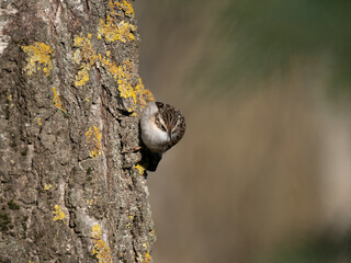 Gartenbauml&auml;ufer, short-toed treecreeper, Certhia brachydactyla