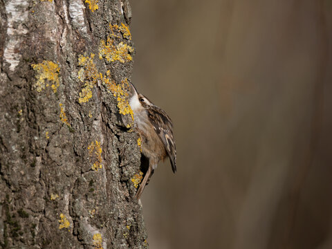 Gartenbauml&auml;ufer, short-toed treecreeper, Certhia brachydactyla