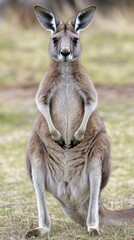 Fototapeta premium Kangaroo Standing Tall in Open Grassy Plain
