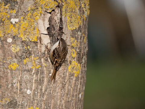 Gartenbauml&auml;ufer, short-toed treecreeper, Certhia brachydactyla