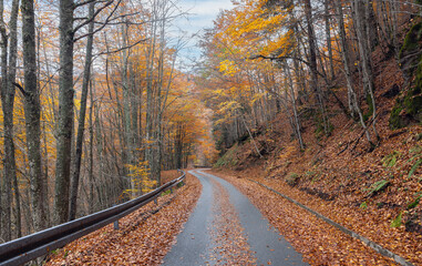 Fototapeta premium beautiful autumn road with yellow and red colors