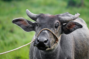 Portrait of Thai water buffalo standing in the green field with blue sky background in countryside of Thailand.