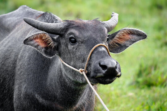 Portrait of Thai water buffalo standing in the green field with blue sky background in countryside of Thailand.