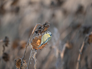 Blaumeise, Cyanistes caeruleus auf Sonnenblume
