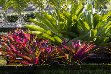 Various Bromeliaceae plants growing in nursery