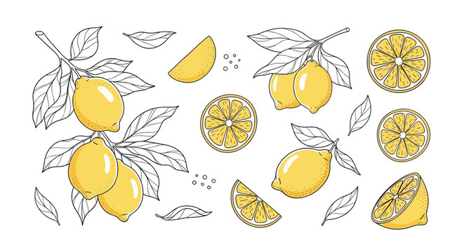 Set of lemon illustrations including whole fruits on branches with leaves halves and slices in a detailed style.