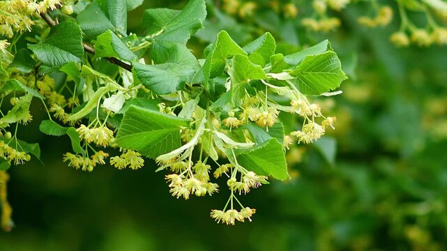 Lime Tree Leaves with Blossoms (Tilia sp.) Swaying in the Wind at Summer Sunrise, Munich, Bavaria, Germany